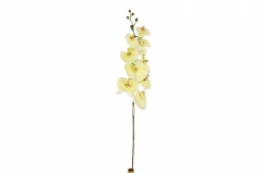 ������� ����� ������� PHALAENOPSIS H.110CM CREAM
