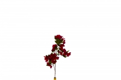������� ����� BOUGAINVILLEA 88CM FUSCHIA