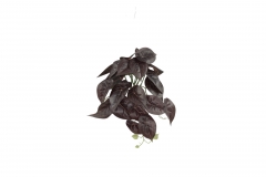 ������� BUSH PHILO. HANGING 26CM BORDEAUX