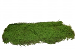 ������ ������� CARPET MOSS 1kg NATURAL GREEN