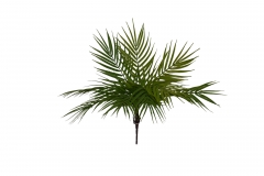 ������� BUSH PHOENIX FERN 55CM GREEN