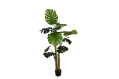 ������� ���� �� ����� MONSTERA 160CM 13 ����� GREEN