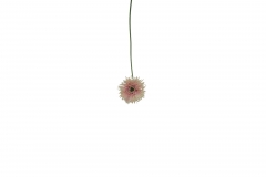 ������� ����� �������� H.45CM D.11CM PINK