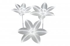 SET/3 ���������� LILIES WHITE