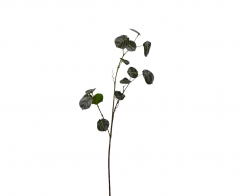 ������� ����� RHINOCEROS HORN LEAF 86CM DARK GREEN