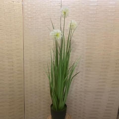 ������� ���� DANDELION GRASS �� ����� 120CM WHITE HEADS