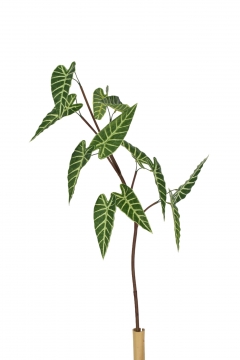 ������� ����� ALOCASIA MINI 88cm DARK GREEN