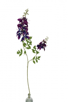 ������� ����� ERYTHRINA PURPLE