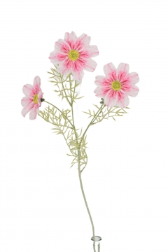������� ����� GESANG DAISY*3 60CM PINK
