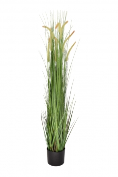 ������� ���� DOG TAIL GRASS �� ����� 120CM GREEN