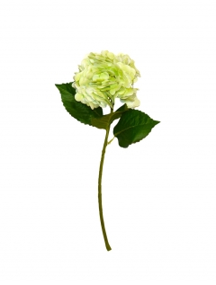 ������� ����� HYDRANGEA SOFT H.47CM GREEN