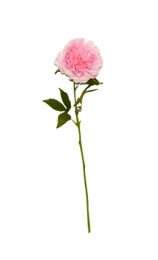 ������� ����� JULIET PEONY H.56CM PINK