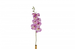 ������� ����� ������� PHALAENOPSIS H.110CM LAVENDER