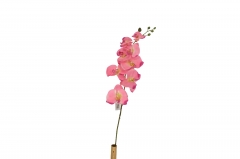 ������� ����� ������� PHALAENOPSIS H.110CM PINK