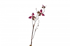 ������� ����� ����������*3 85CM ROSE RED