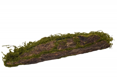 ΚΟΡΜΟΣ/ΦΛΟΙΟΣ 70*15*10CM GREEN