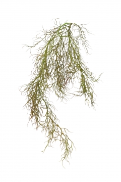 ������� BUSH HANGING VINE ROOT 102CM AUTUMN GREEN