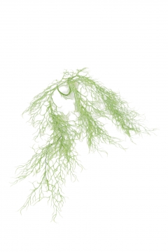 ������� BUSH HANGING VINE ROOT 102CM FRESH GREEN