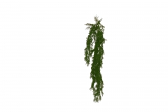 ������� HANGING BUSH MULBERRY 110CM GREEN