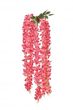 ������� BUSH HANGING CLIVIA*5 88CM FUSCHIA