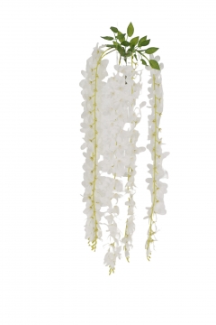 ������� BUSH HANGING CLIVIA*5 88CM WHITE