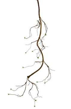 ������� ����� ���� 180CM NATURAL