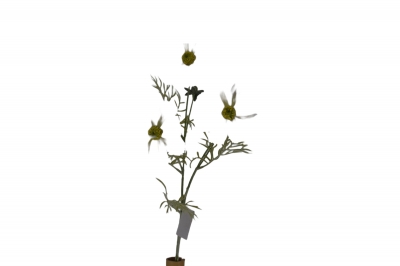 ΤΕΧΝΗΤΟ ΚΛΑΔΙ GESANG DAISY*3 60CM WHITE