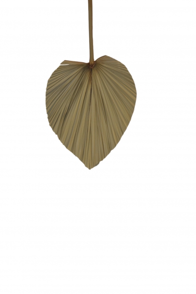 HEART CATTAIL LEAF FAN 1 ΤΕΜΑΧΙΟ 30*45CM NATURAL
