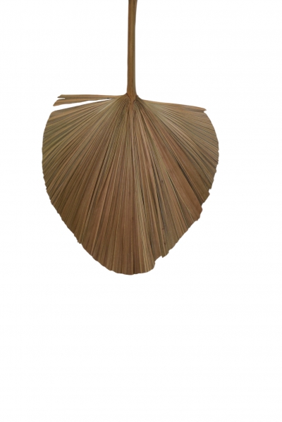 ROUND CATTAIL LEAF FAN 1 ΤΕΜΑΧΙΟ 30*45CM NATURAL