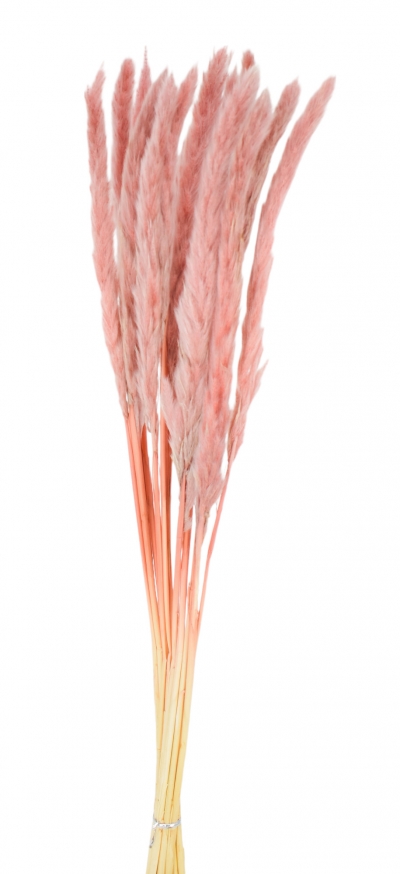 SET/10 ΜΠΟΥΚΕΤΟ RUSH REED 65CM DUSTY PINK
