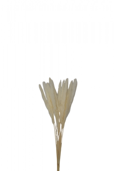 SET/10 ΜΠΟΥΚΕΤΟ RUSH REED 65CM WHITE