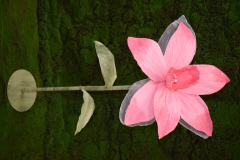 GIANT NARCISSUS �� ���� D.40CM FUSCHIA