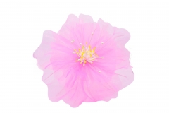 GIANT GERBERA TULLE 50CM BABY PINK