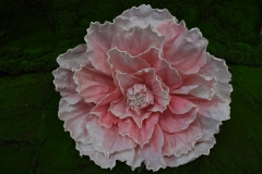 ������� GIANT MAGNOLIA D.60CM ����� ���������� SALMON PINK