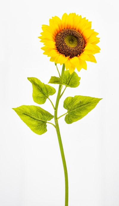 GIANT SUNFLOWER 102CM YELLOW