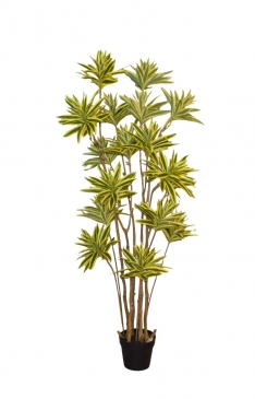 LILY BAMBOO �� ����� 160CM 17H 561L YELLOW EDGE GREEN