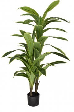 ������� ���� �� ����� DRACENA YELLOW EDGE 120CM 46 ����� GREEN