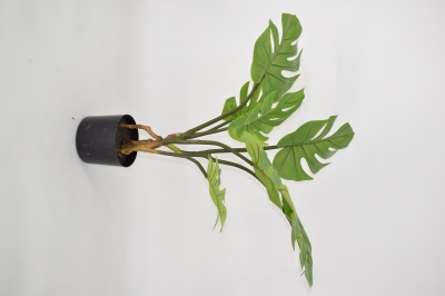 ΤΕΧΝΗΤΟ ΦΥΤΟ MONSTERA ΣΕ ΓΛΑΣΤΡΑ 80CM