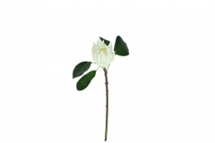 ������� ����� LITLLE EMPEROR H.55 D.11CM WHITE