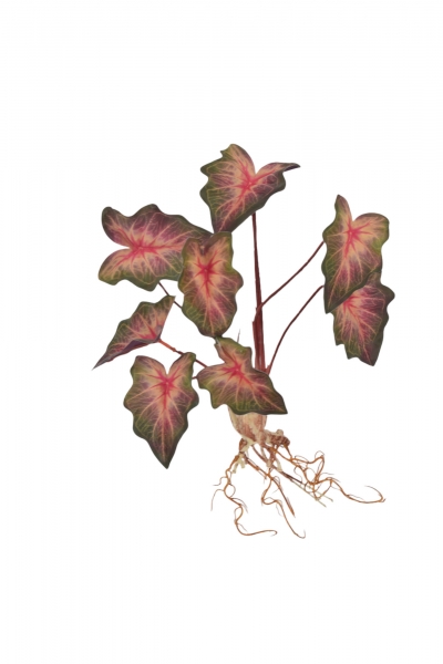 ΤΕΧΝΗΤΟ ΦΥΤΟ  43cm SUNSET PRAYER  ΜΕ ΡΙΖΑ