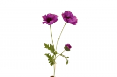 ������� ����� POPPYx3 H.74 D.9CM DUSTY PINK