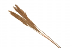 PAMPAS GRASS ������ 70-80CM S/4 NATURAL