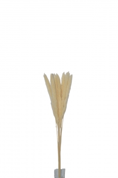 PAMPAS GRASS ������ 70CM S/10 OFF WHITE
