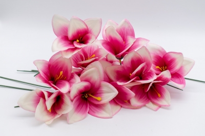 ΠΑΚΕΤΟ S/12 ΑΜΑΡΥΛΛΙΣ PICK 10cm BEAUTY