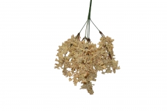 TEXNHTO BUNCH ASTILBE 39CM CREAM