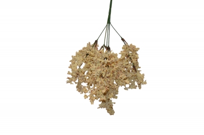 TEXNHTO BUNCH ASTILBE 39CM CREAM