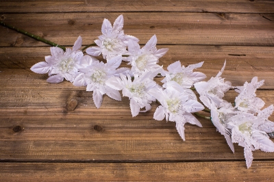 χρ.κλαδι αλεξανδρινα λευκα 116cm