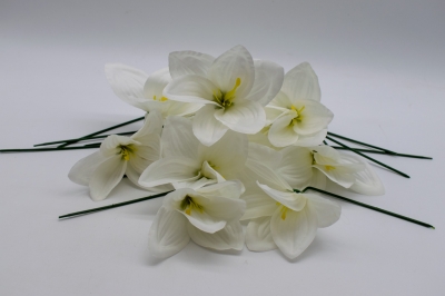 ΠΑΚΕΤΟ S/12 ΑΜΑΡΥΛΛΙΣ PICK 10cm WHITE