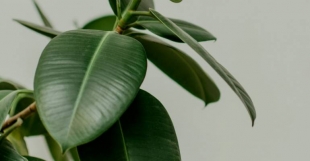 ������� ����