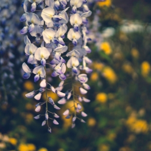 HANGING BLOSSOM BUSHES